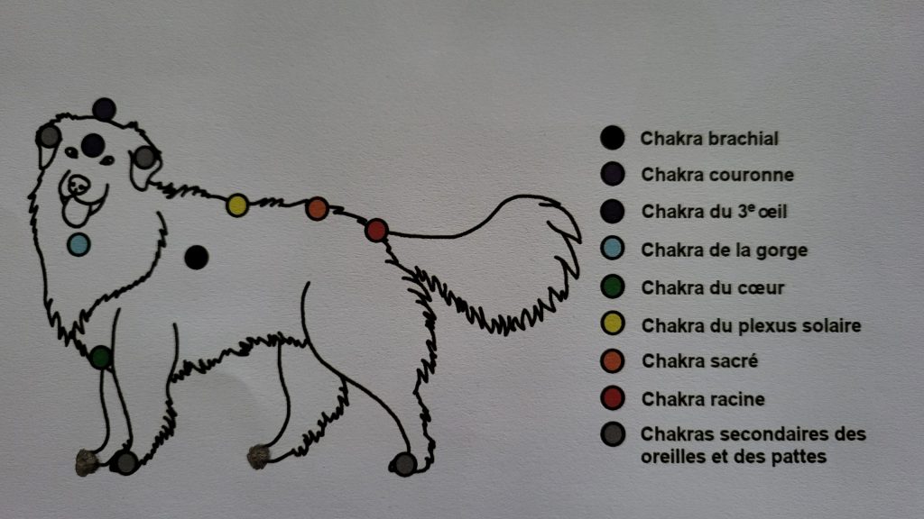 Les chakras des animaux 