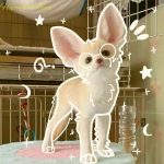 Problème de peau chien et chat