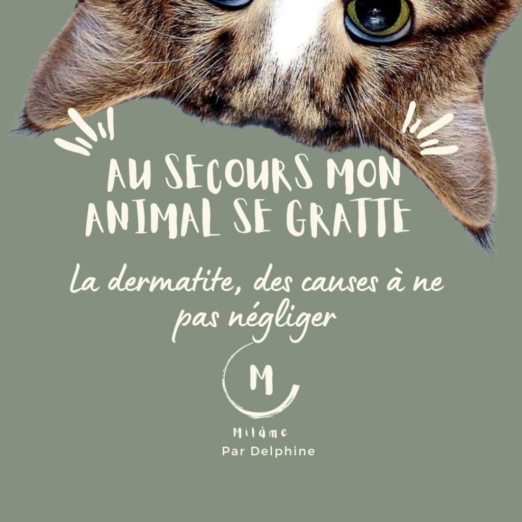 Dermatite chien et chat