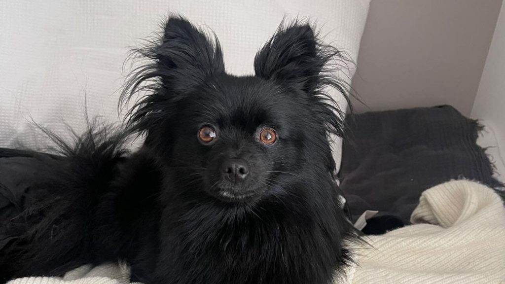 Josie et ses vies antérieures