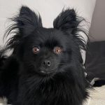 Josie et ses vies antérieures