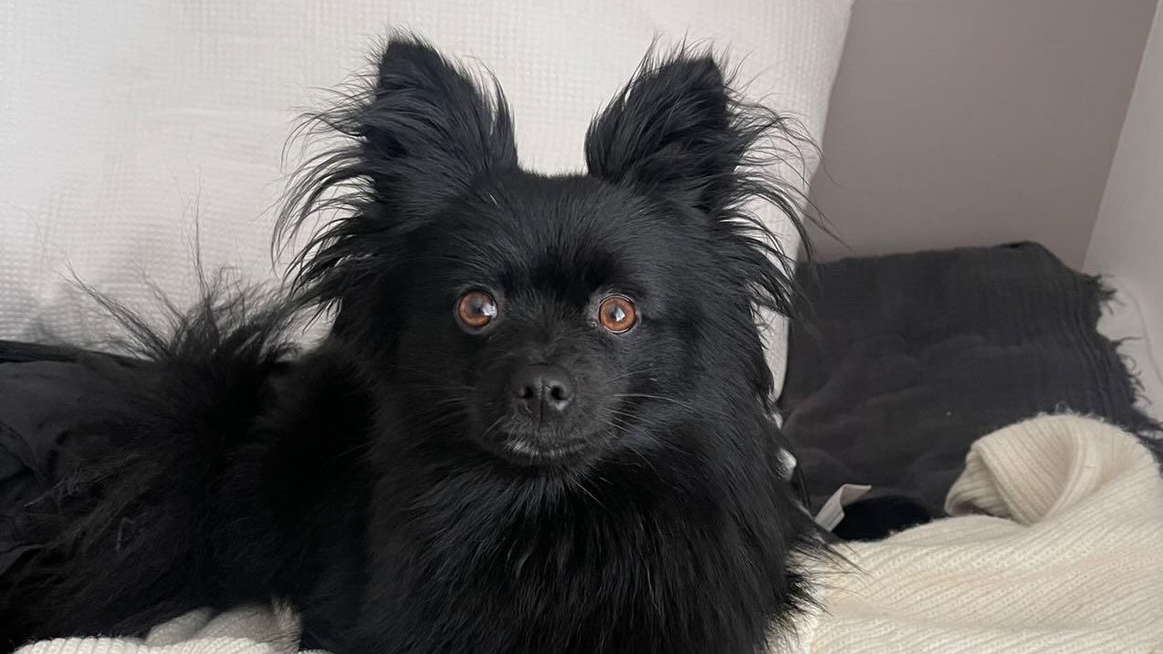 Josie, la révélatrice de lumière – réincarnation animale et anxiété chez le chien