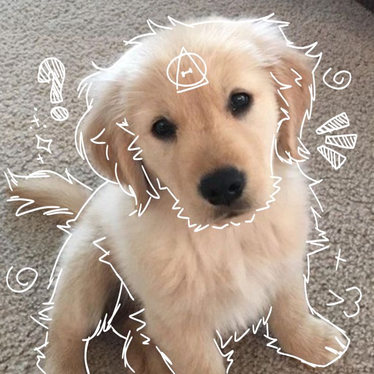 corps énergétiques animaux