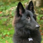 Sirius, le gardien des âmes solitaires