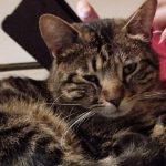 Communication animale chat