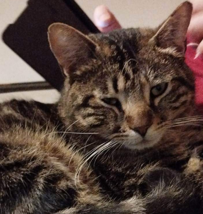 Communication animale chat