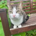 Minusse l'ame préssée