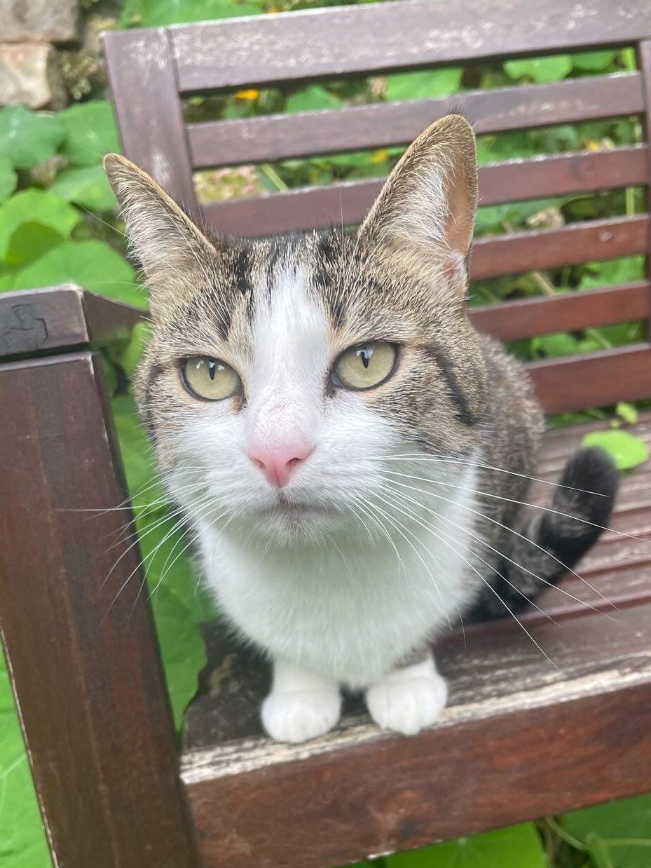 Minusse l'ame préssée