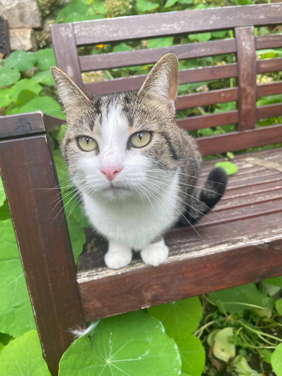 Minusse l'ame préssée