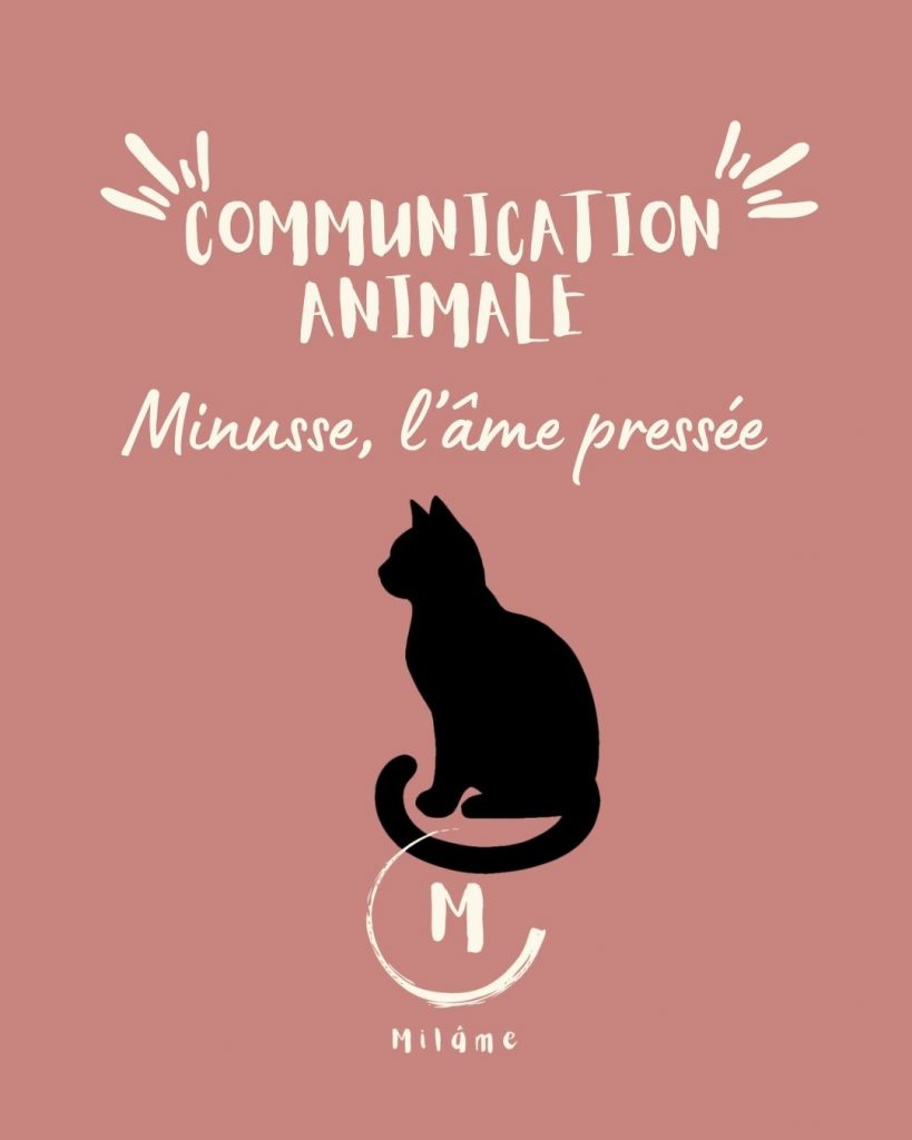 communication animale chat